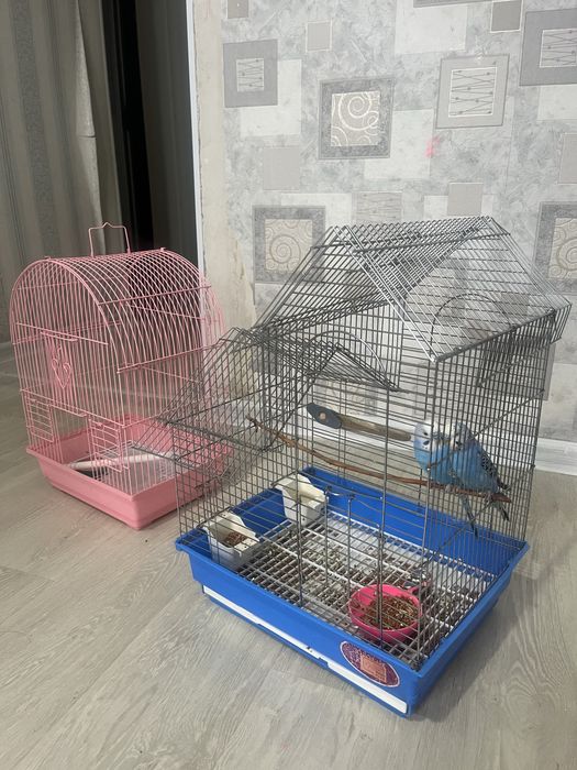 Попугай с клеткой вместе