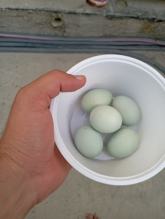 Ухейилюй.Лакеданзе . Амрокс туxумлари