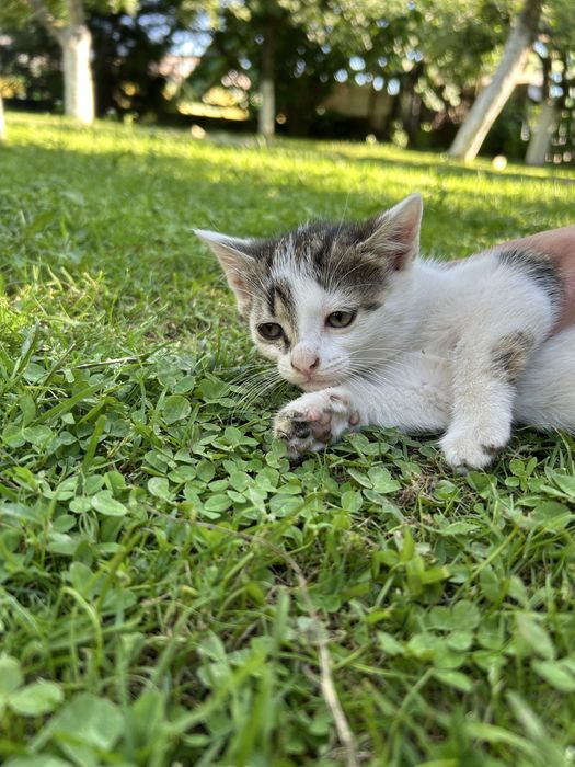 Ofer pisicute spre adoptie