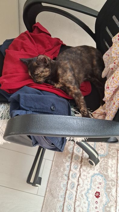 Бесплатно отдам кошек