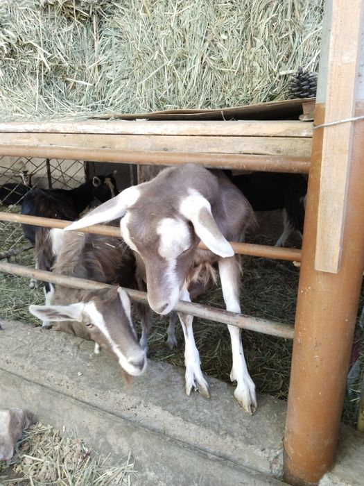 Мини фермага. 100% лик Тогенбург эчкилар сотилади.