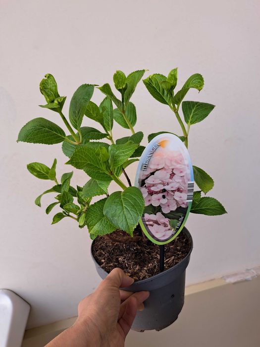 Gortenziya крупнолистный и метельчатый.