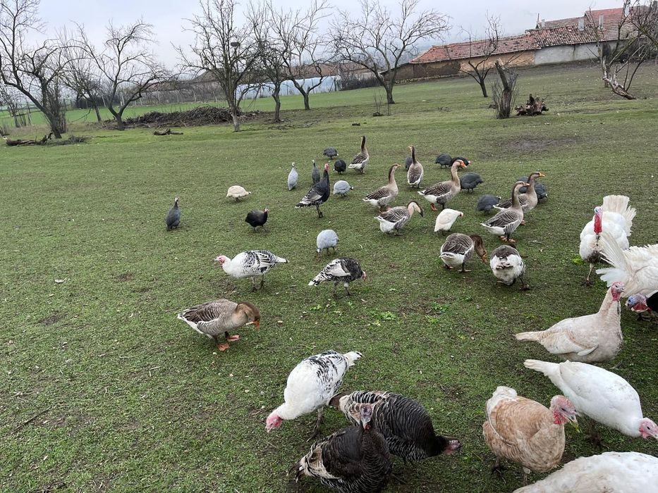 Продавам домашно отглеждани пуйки,гъски,патици и токачки