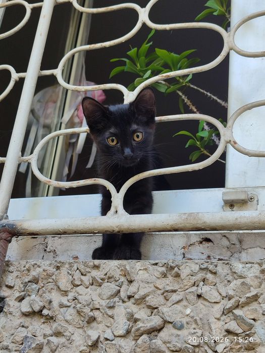Котенок мальчик. За шоколадку