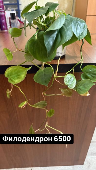 Домашние растения