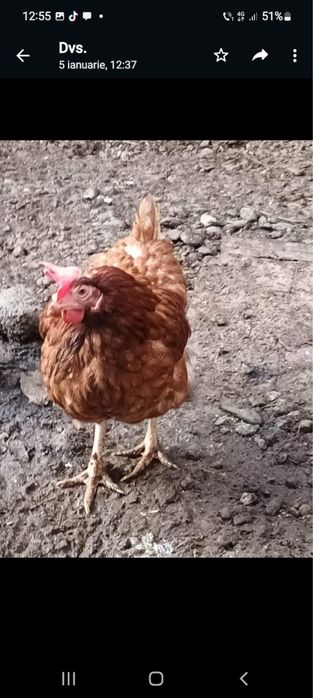 Vand puicute ouătoare / gaini rosi de ouat bune pentru casa omului