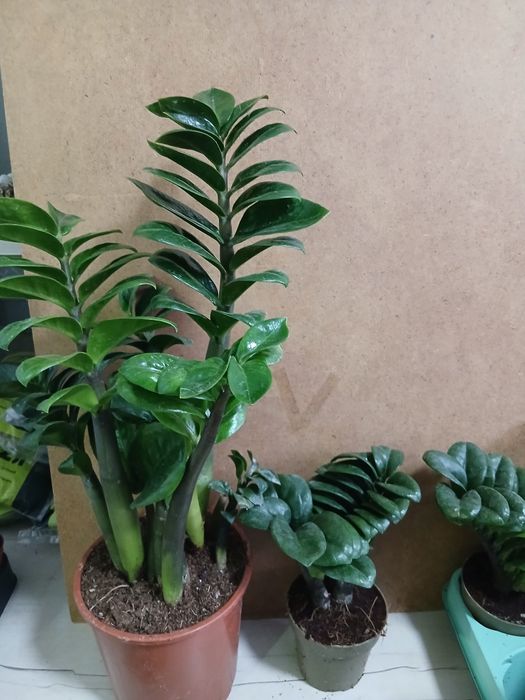 Замиакулькас зензи