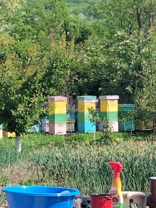 Familie de albine