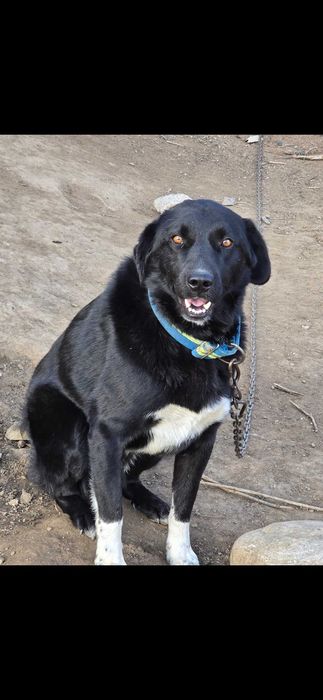 Обучено куче. Пазач на 100%