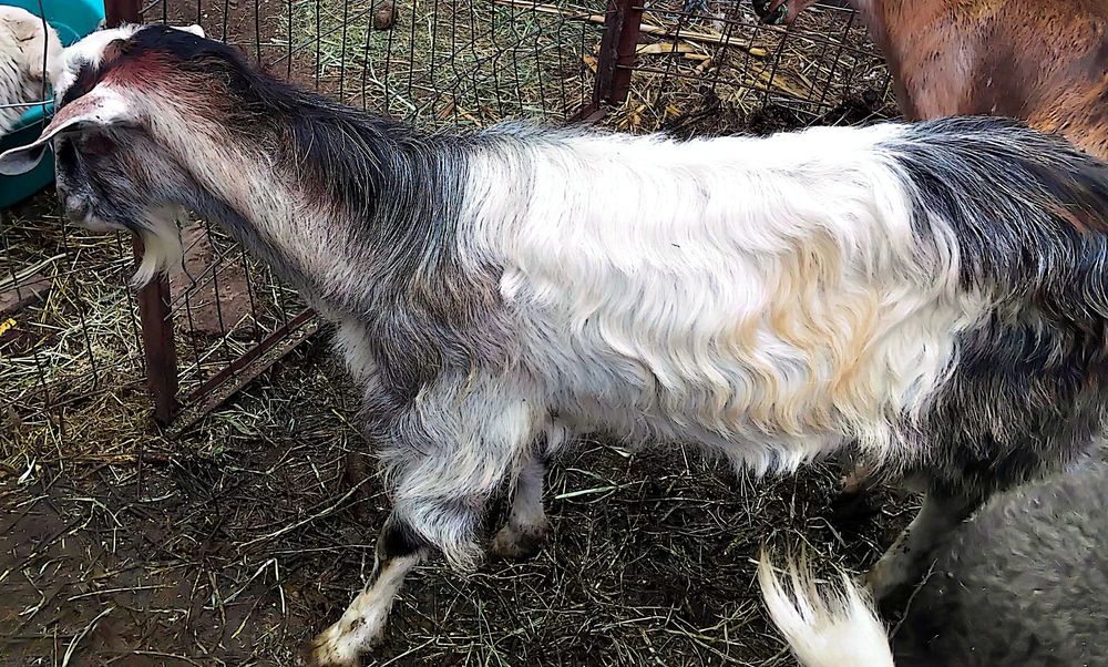 Vând țap de 1 an,rasă nubian