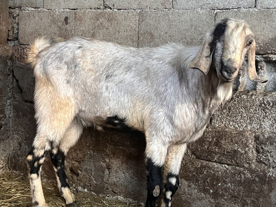 Tap anglonubian varsta 2 ani