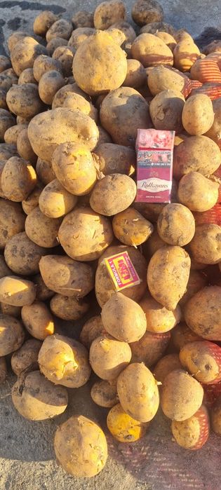 Картофель жёлтый