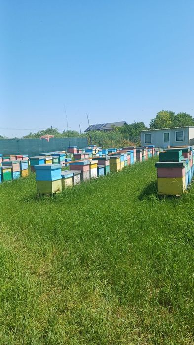 MIERE Bio salcam/ rapita /tei/poliflora/ floarea soarelui ,producator.