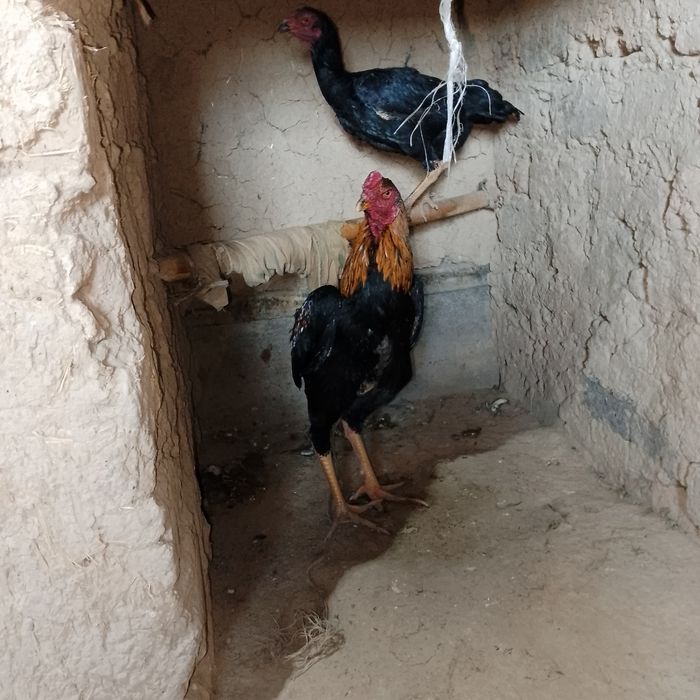 Dakan xoʻroz sotiladi