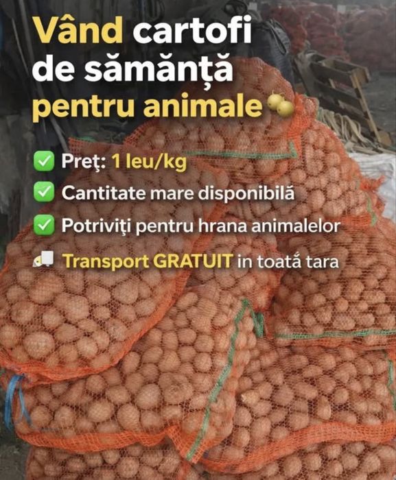 Cartofi alb si rosu de samanta si animale