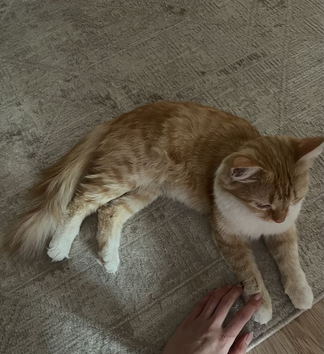 Котенок девочка ищет дом!