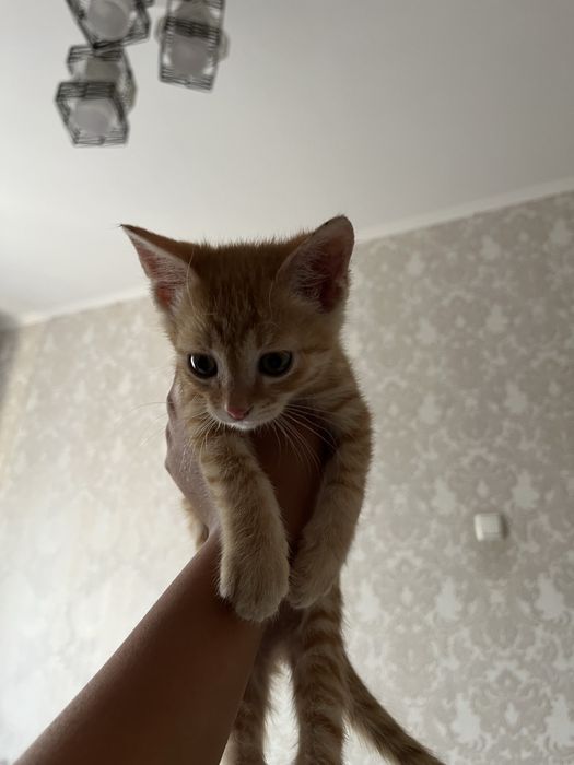 Котенок мальчик