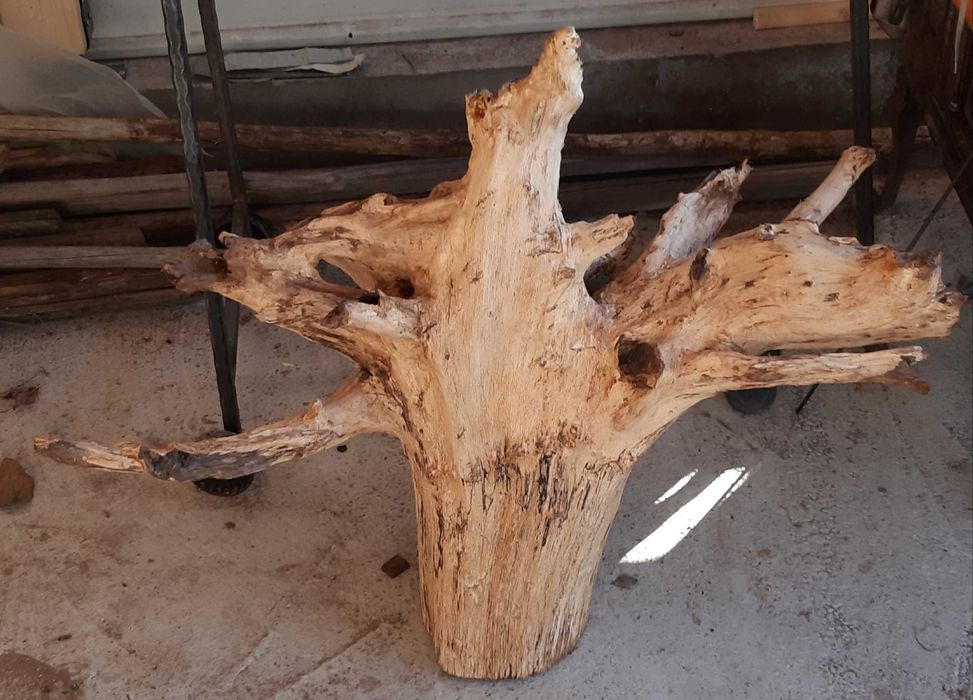 Декорация за градината- 2 корена от Дъб