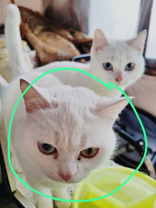 Срочно отдам кошку