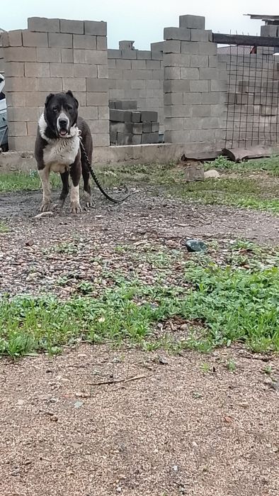 Алабай 1.8 младой