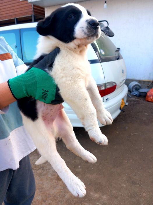 Продам щенка Алабая