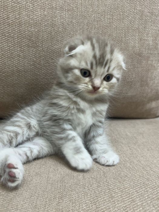 Котята породистые