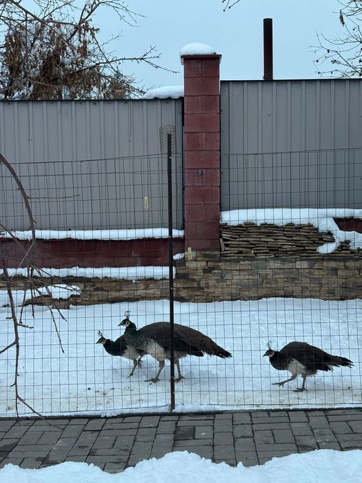 Павлины. 5 месяцев,