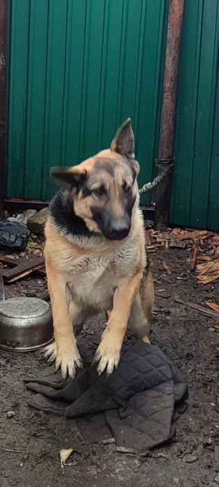 Отдам немецкую овчарку .