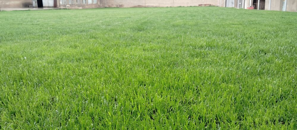 Gazon tayyor rulon gazon