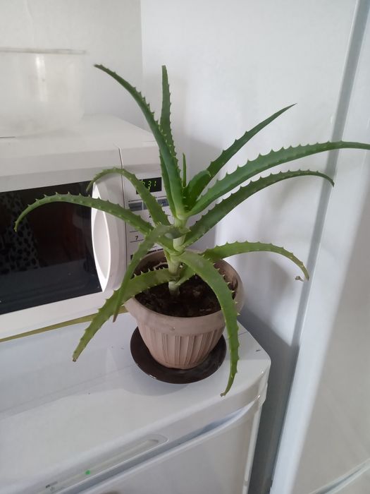 Алоэ лечебный продам!