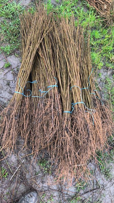 Vând mestecan alb  sălci pletoasă molid brad salcâm la un preț bun