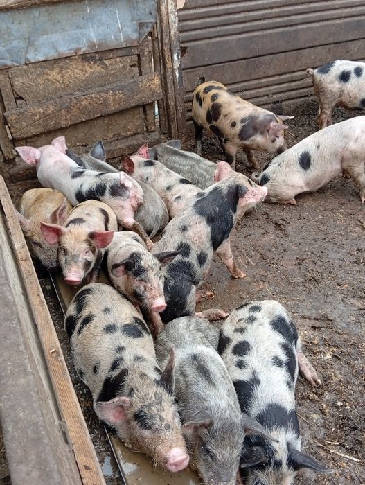 Продам поросят полтора месячные