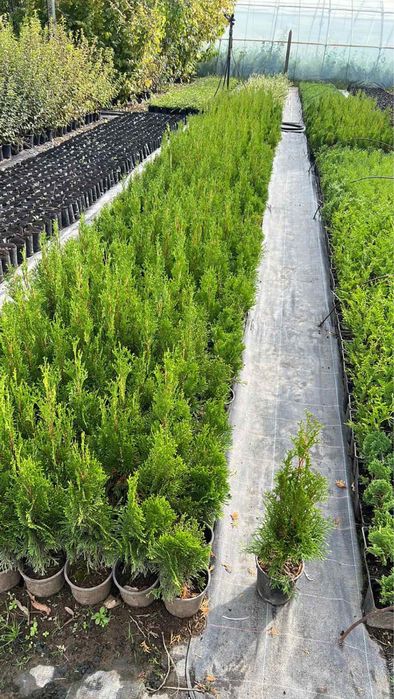 Паулония!!!Дървета,туя храсти и много разнообразие.