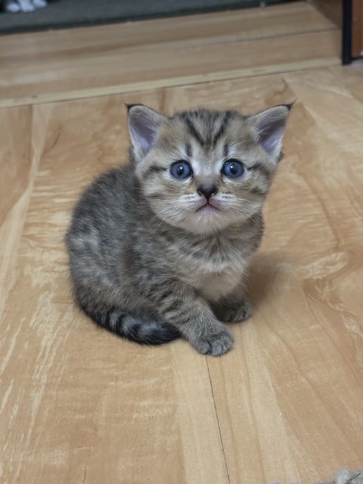 Продаются очаровательные котята!