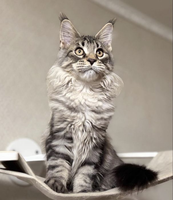 Рысь мейн-кун гигант 2 мес