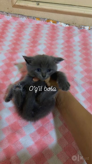 Mushukchalar sotiladi sog’lom va zotli latok biladi 1 oyli