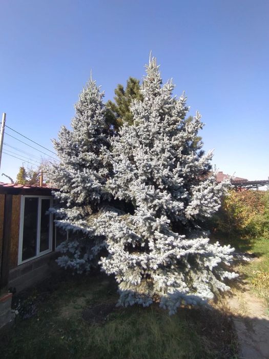 Продам 2 голубые ели и сосну