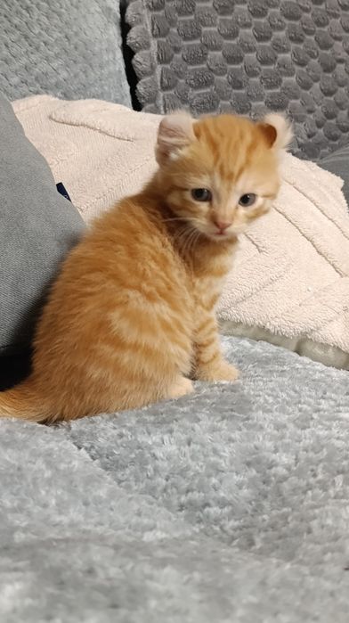 Породистые котята