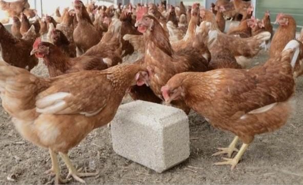 Ломан браун тауыктар сатылады