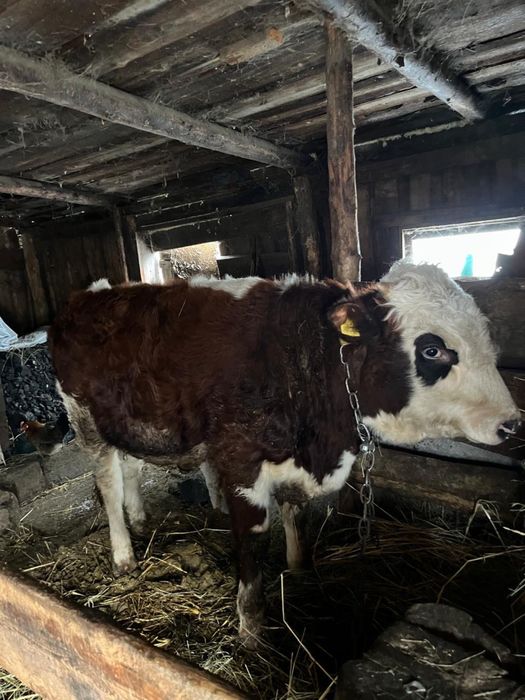 Продам бычка с откорма