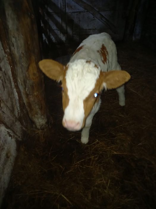 Бұзау сатам 1 айлық