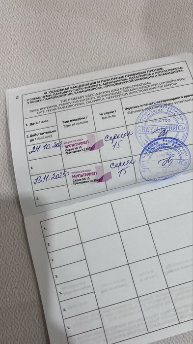 Котенок девочка с паспортом