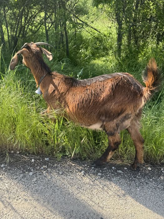 Capre bune  de lapte de la a treia fatare