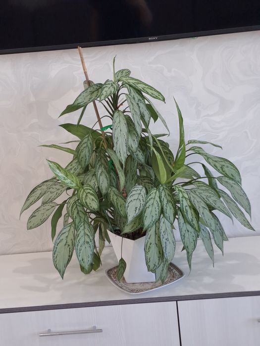 Аглаонема (Aglaonema)