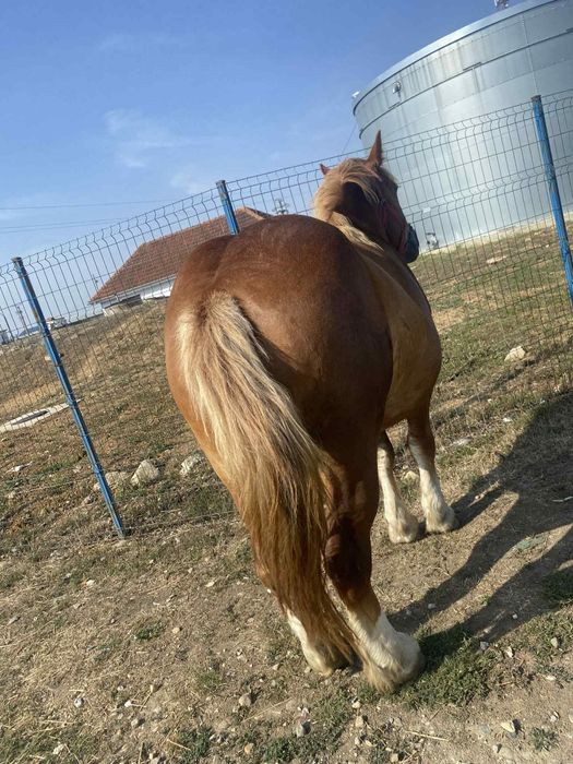 Vând manza de 3 ani gestanta 3600 de euro