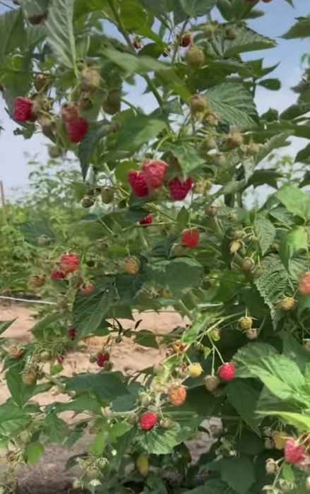 Продам саженцы малины сорт Полька