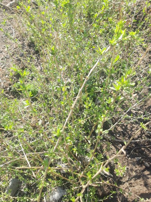 годжи (goji) кучатлари сотилади 15000 сумдан, 18000 сумгача келишамиз!