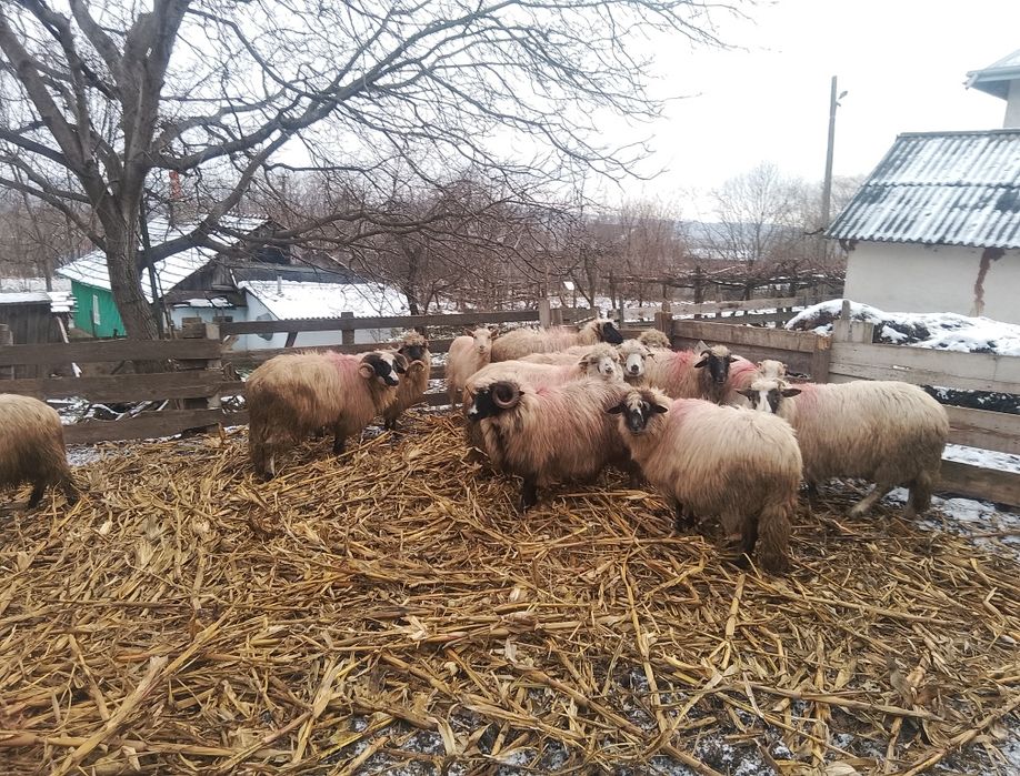 Vând 10 oi și 1 berbec!