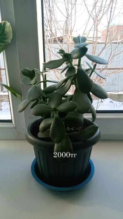 Домашние цветы. Новые горшкий
