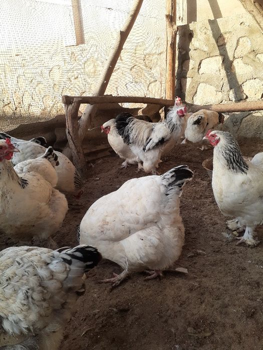 Светлые брама тухуми сотилад